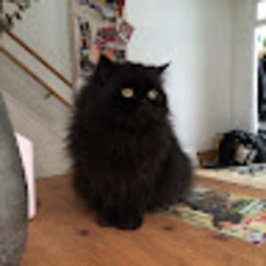 Meet your Posher, Birdie